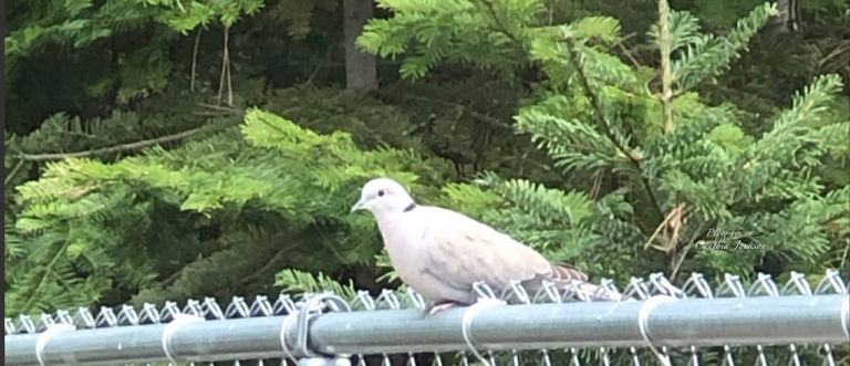 Cropped Dove inMullan